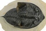 Zlichovaspis Trilobite - Atchana, Morocco #251068-2
